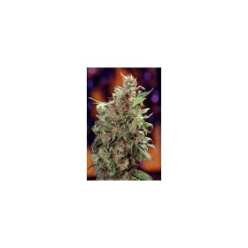 Dutch Passion Californian Orange - 3 feminized seeds