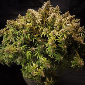 Dutch Passion Glueberry O.G. - 3 feminisierte Samen