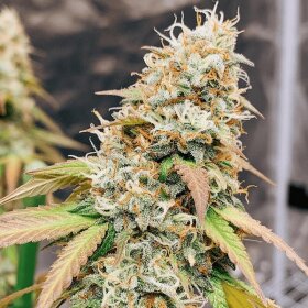 Dutch Passion Meringue - 3 feminized seeds