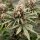 Dutch Passion Power Plant - 3 feminized seeds