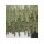 Dutch Passion Power Plant - 3 feminized seeds