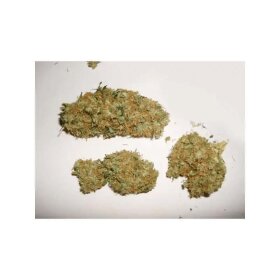 Dutch Passion Skunk #1 - 3 feminized seeds