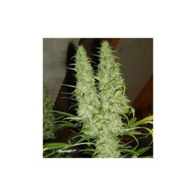 Dutch Passion Skunk #1 - 3 feminized seeds