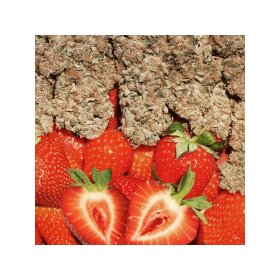 Dutch Passion Strawberry Cough - 3 feminized seeds