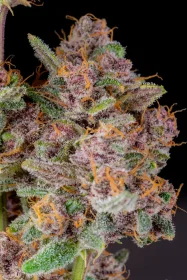 Fast Buds Gorilla Punch AUTO - 3 autoflowering seeds