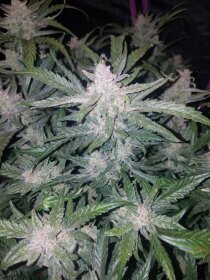 Fast Buds Mexican Airlines AUTO - 3 autoflowering seeds