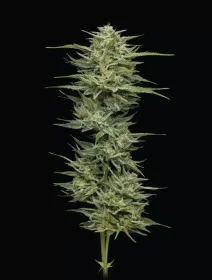 Humboldt Seed Company Hella Jelly - 5 feminized seeds