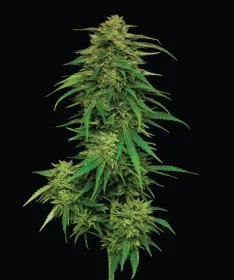 Humboldt Seed Company Mango Sherbert - 5 feminized seeds