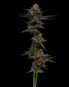 Humboldt Seed Company Vanilla Créme Pie - 5 feminized seeds