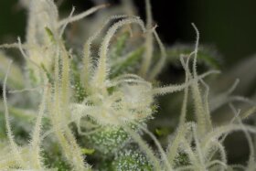 Humboldt Seed Organization Blue Dream - 3 feminized seeds