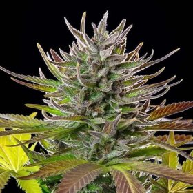 Royal Queen Seeds AMG - Amnesia Mac Ganja - 3 feminized seeds