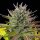 Royal Queen Seeds AMG - Amnesia Mac Ganja - 3 feminized seeds