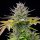 Royal Queen Seeds AMG - Amnesia Mac Ganja - 3 feminized seeds