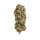 Royal Queen Seeds AMG - Amnesia Mac Ganja - 3 feminized seeds