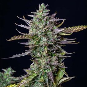 Royal Queen Seeds Blue Cheese AUTO - 3 autoflowering seeds