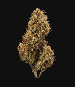 Royal Queen Seeds Blue Cheese AUTO - 3 autoflowering seeds