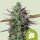 Royal Queen Seeds Blue Cheese AUTO - 3 autoflowering seeds