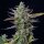 Royal Queen Seeds Blue Cheese AUTO - 3 autoflowering seeds