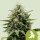 Royal Queen Seeds Fat Banana AUTO - 3 autoflowering seeds