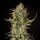 Royal Queen Seeds Fat Banana AUTO - 3 autoflowering seeds