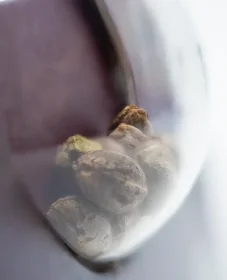 Sensi Seeds Afghani #1 - 3 feminized seeds