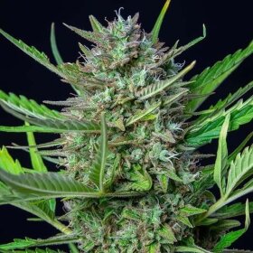 Royal Queen Seeds Mimosa AUTO - 3 autoflowering seeds