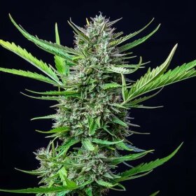 Royal Queen Seeds Mimosa AUTO - 3 autoflowering seeds