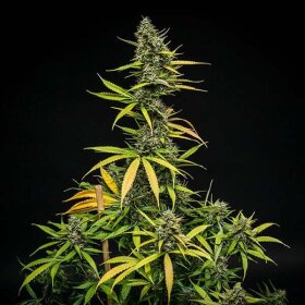 Royal Queen Seeds Mimosa AUTO - 3 autoflowering seeds