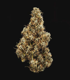 Royal Queen Seeds Mimosa AUTO - 3 autoflowering seeds