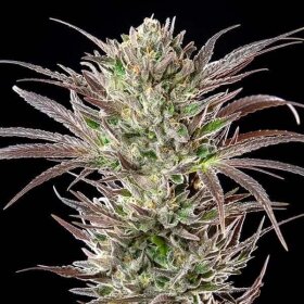 Royal Queen Seeds North Thunderfuck - 3 feminized seeds