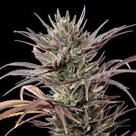 Royal Queen Seeds North Thunderfuck - 3 feminized seeds