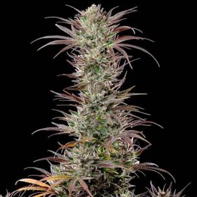 Royal Queen Seeds North Thunderfuck - 3 feminized seeds