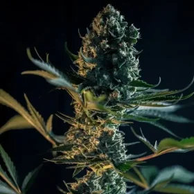 Royal Queen Seeds Royal Gorilla - 3 feminized seeds