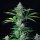 Royal Queen Seeds Royal Runtz - 3 feminisierte Samen