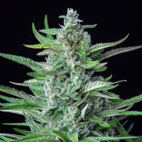 Royal Queen Seeds Special Kush #1 - 3 feminized seeds