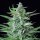Royal Queen Seeds Special Kush #1 - 3 feminized seeds