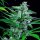 Royal Queen Seeds Special Kush #1 - 3 feminized seeds