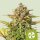 Royal Queen Seeds Sweet ZZ AUTO - 3 autoflowering seeds