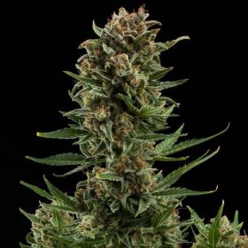 Royal Queen Seeds White Widow AUTO - 3 autoflowering seeds