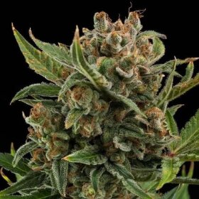 Royal Queen Seeds White Widow AUTO - 3 autoflowering seeds