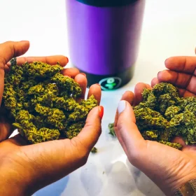 Ardent Nova dry herb infuser 220V