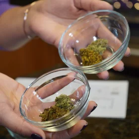 Ardent Nova dry herb infuser 220V