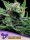 Malawi Gold feminisierte Cannabissamen von Anesia Seeds