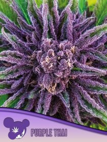 Purple Thai feminisierte Samen von Anesia Seeds
