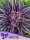 Purple Thai feminized seeds by Anesia Seeds