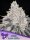 Frozen Black Cherry feminized cannabis seeds by Anesia Seeds