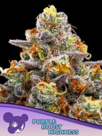 Purple Boost Highness feminisierte Samen von Anesia Seeds