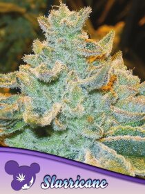 Slurricane feminized seeds by Anesia Seeds