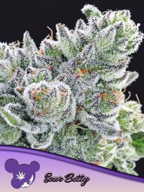 Sour Betty feminisierte Samen von Anesia Seeds