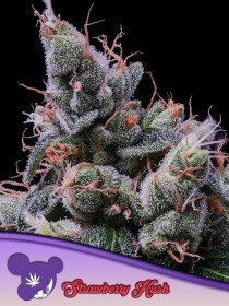 Strawberry Kush feminized seeds by Anesia Seeds